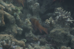 Ostorhinchus norfolcensis