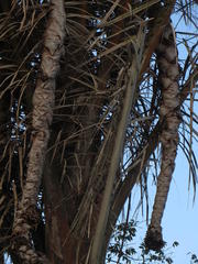 Raphia australis