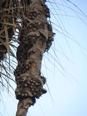 Raphia australis