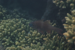 Ostorhinchus norfolcensis