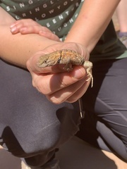 Sceloporus uniformis