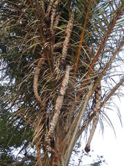 Raphia australis