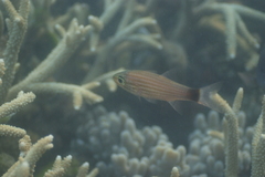 Cheilodipterus artus