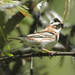 Rustic Bunting - Photo (c) Sergey Yeliseev, some rights reserved (CC BY-NC-ND)