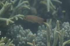 Cheilodipterus artus