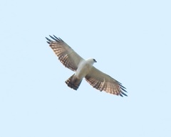 Spizaetus melanoleucus