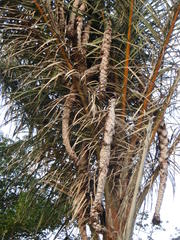 Raphia australis