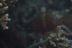 Ostorhinchus norfolcensis