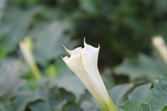 Datura stramonium