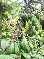 Vasconcellea pubescens