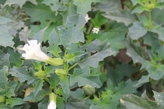 Datura stramonium