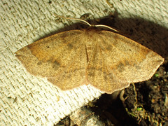 Metarranthis duaria
