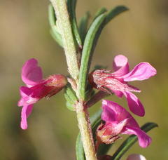 Indigofera pappei