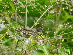 Sporophila frontalis