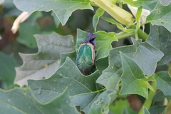 Cotinis mutabilis