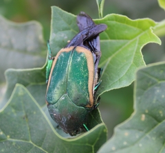 Cotinis mutabilis