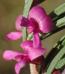 Indigofera pappei