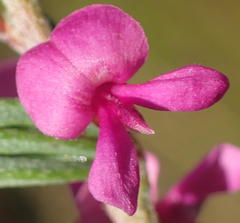 Indigofera pappei