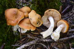 Cortinarius causticus