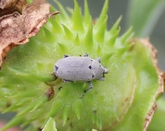 Trichobaris