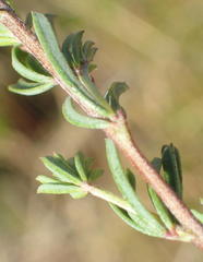 Indigofera pappei