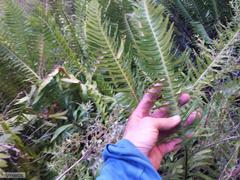 Blechnum attenuatum