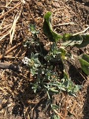 Heliotropium curassavicum