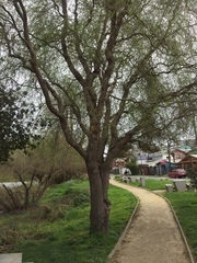 Salix babylonica tortuosa