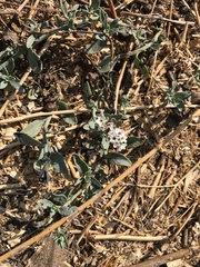 Heliotropium curassavicum