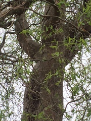 Salix babylonica tortuosa