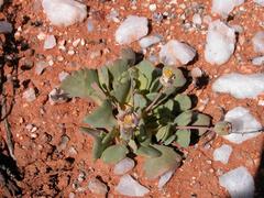 Othonna taraxacoides