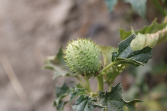 Datura stramonium