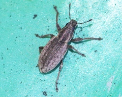 Sitona humeralis
