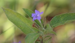 Ruellia drummondiana