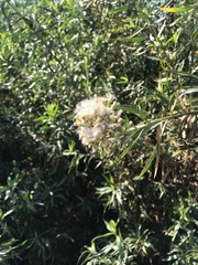 Baccharis salicifolia