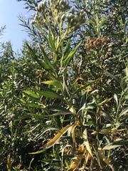 Baccharis salicifolia