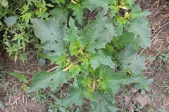 Datura stramonium