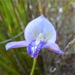 Disa purpurascens
