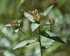 Pluchea foetida foetida