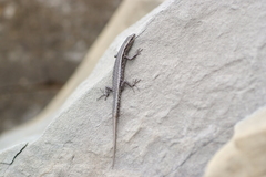 Cryptoblepharus novocaledonicus