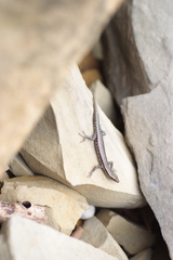Cryptoblepharus novocaledonicus