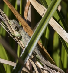 Liolaemus cyanogaster