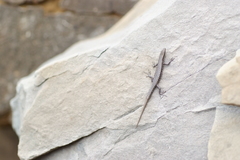 Cryptoblepharus novocaledonicus