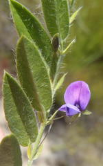 Psoralea plauta