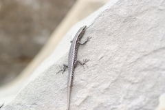 Cryptoblepharus novocaledonicus