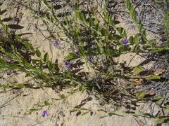 Psoralea plauta