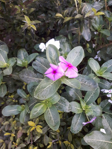 Catharanthus roseus image