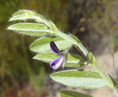 Psoralea plauta