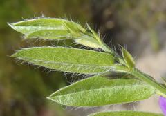 Psoralea plauta