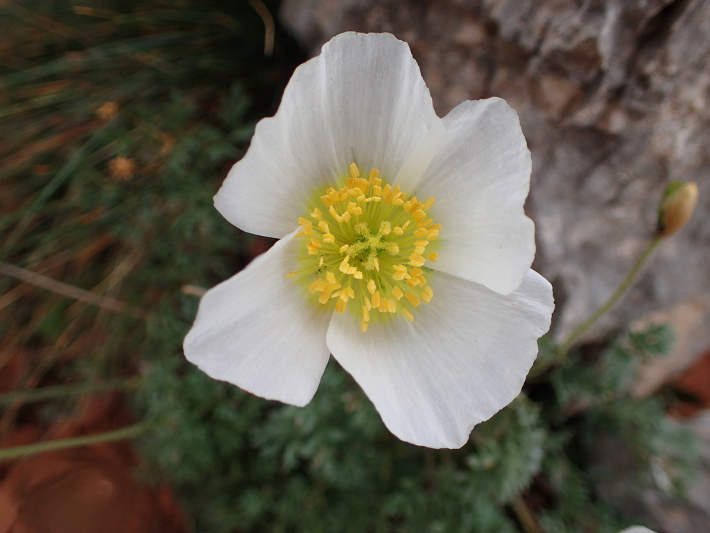 Dwarf poppy (Oreomecon alpina)